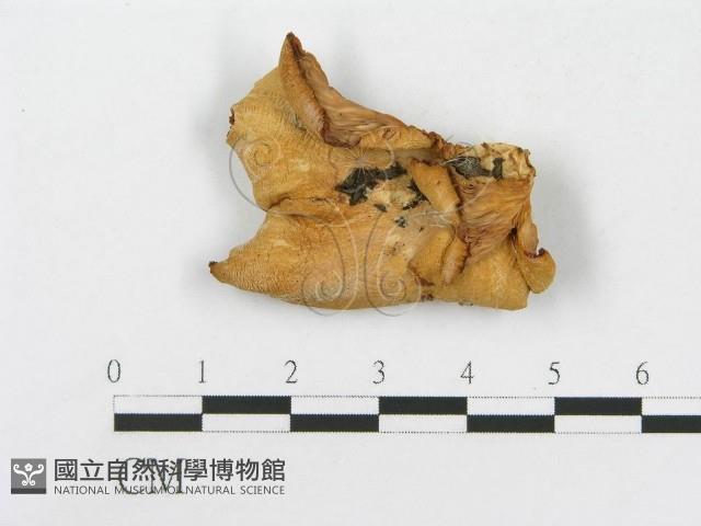 登錄號:F0000382藏品圖，第3張