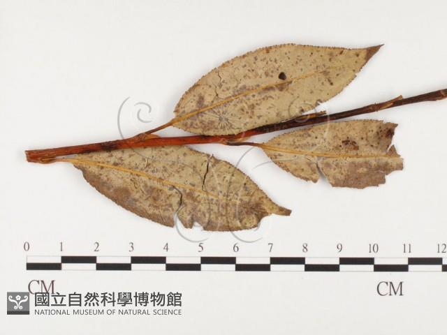 登錄號:F0026382藏品圖，第1張