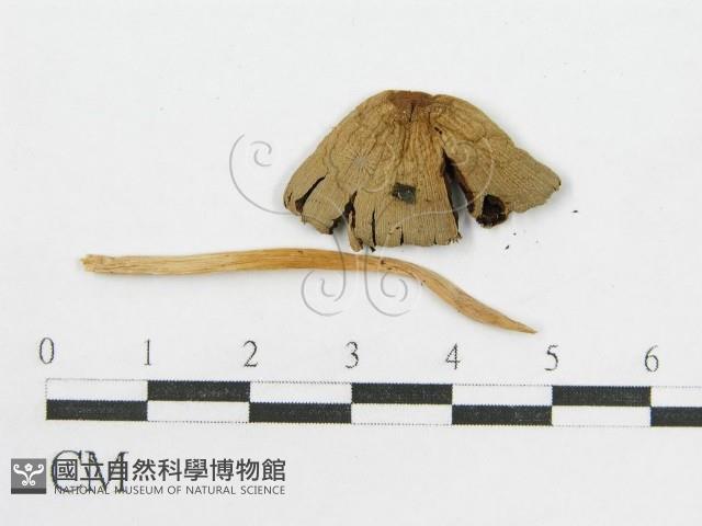 登錄號:F0016382藏品圖，第3張