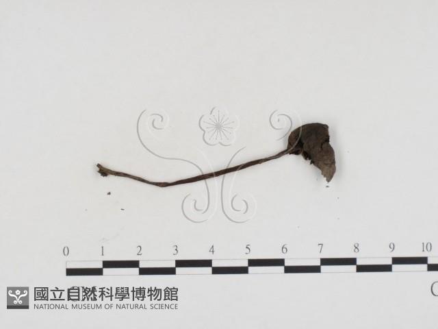 登錄號:F0024382藏品圖，第3張