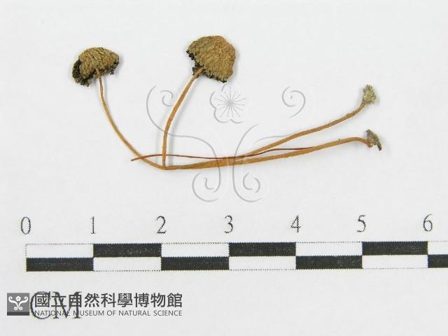 登錄號:F0004382藏品圖，第3張