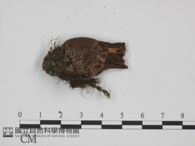 登錄號:F0014382藏品圖，第3張