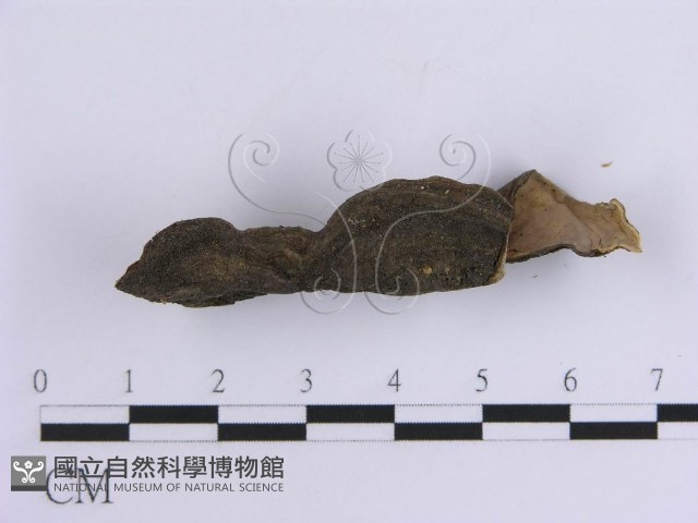 韌革菌屬藏品圖，第3張