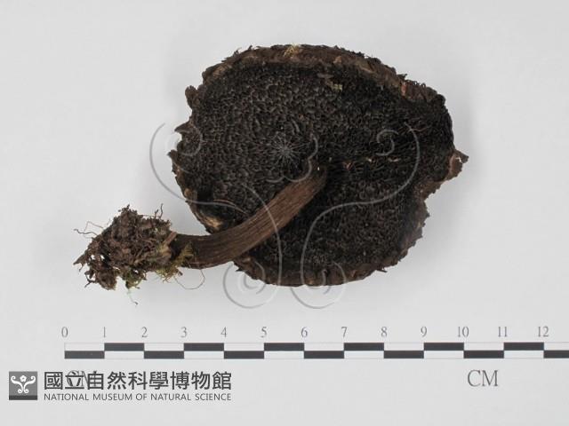 登錄號:F0012382藏品圖，第3張