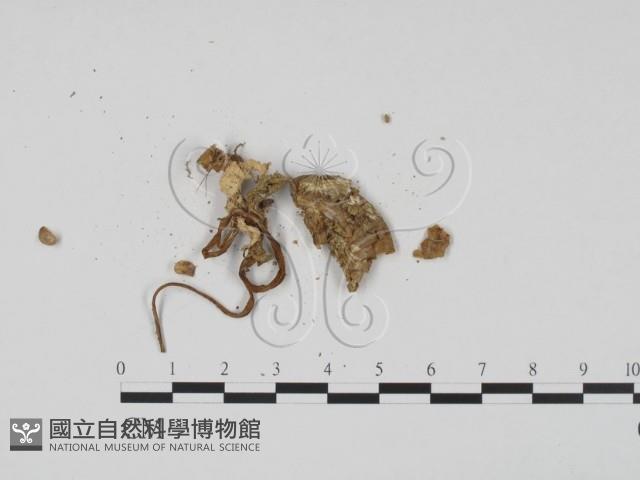 登錄號:F0007382藏品圖，第3張