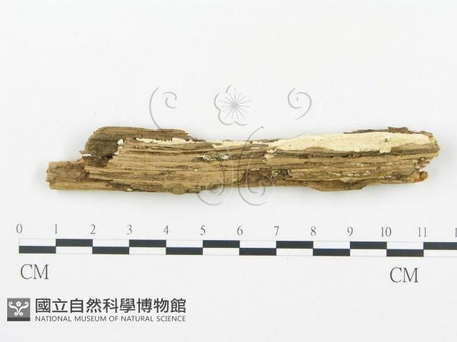 登錄號:F0017382藏品圖，第1張