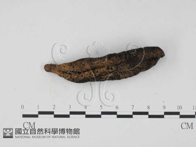 登錄號:F0005382藏品圖，第3張