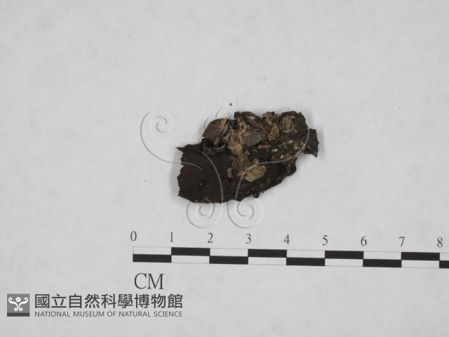 登錄號:F0019382藏品圖，第3張
