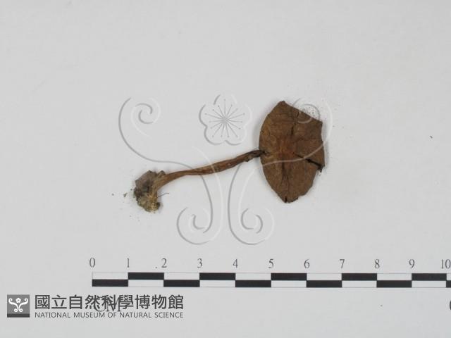 登錄號:F0003382藏品圖，第3張