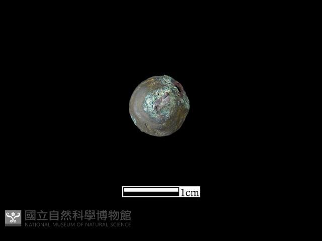 鈕子藏品圖，第3張