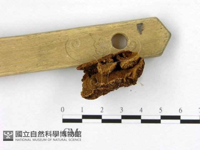 登錄號:F0007207藏品圖，第3張