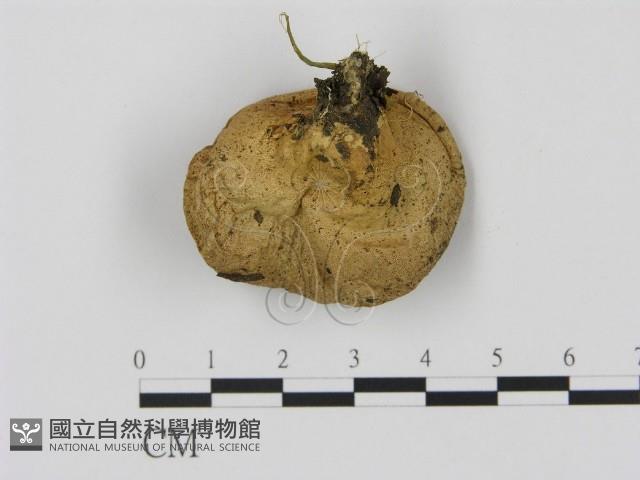 登錄號:F0005207藏品圖，第3張