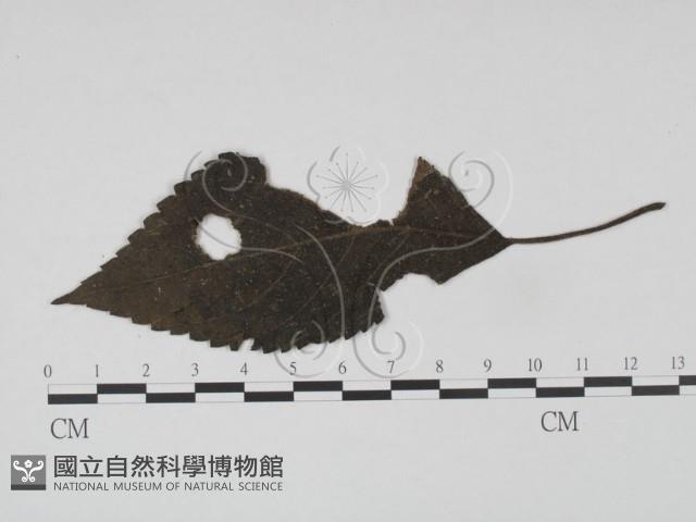 登錄號:F0019207藏品圖，第3張