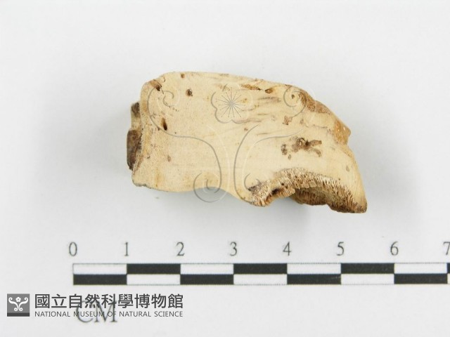 登錄號:F0009407藏品圖，第3張