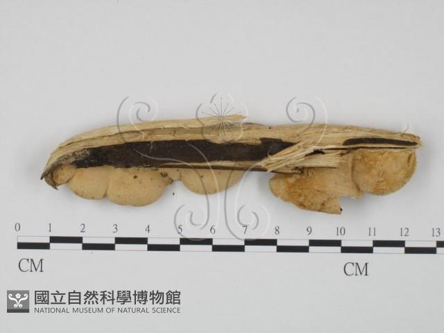 登錄號:F0009507藏品圖，第3張