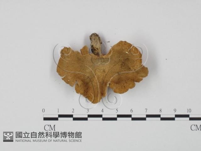 登錄號:F0008107藏品圖，第3張