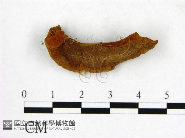 登錄號:F0001107藏品圖，第1張