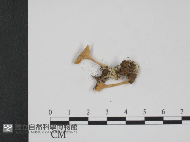 Accession Number:F0004107 Collection Image, Figure 3, Total 3 Figures