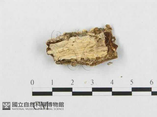 登錄號:F0007107藏品圖，第3張