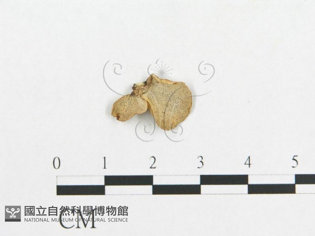 多孔菌屬藏品圖，第3張
