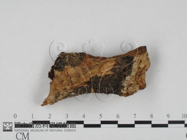 登錄號:F0008007藏品圖，第3張