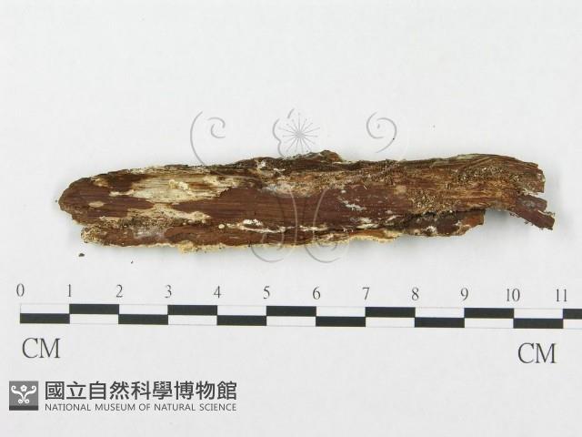 登錄號:F0006007藏品圖，第3張