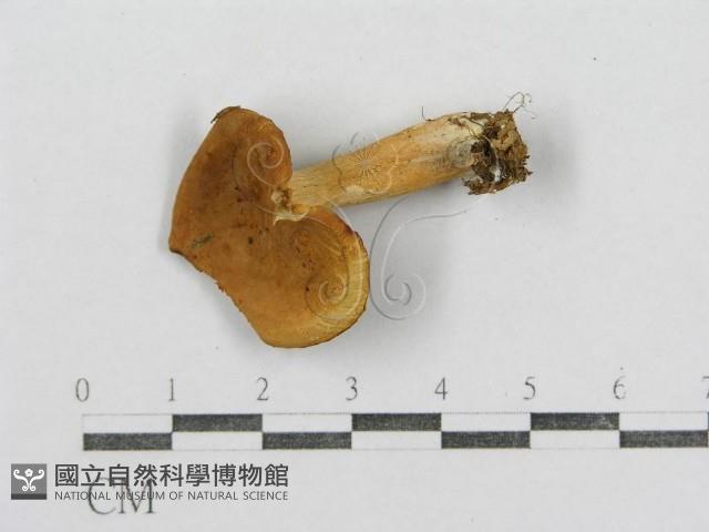 紅菇屬藏品圖，第3張