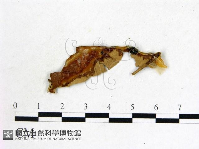 蟲草屬藏品圖，第3張