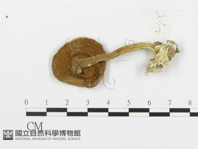 登錄號:F0011007藏品圖，第3張