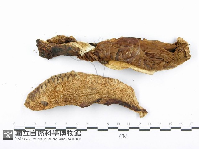 登錄號:F0014007藏品圖，第3張