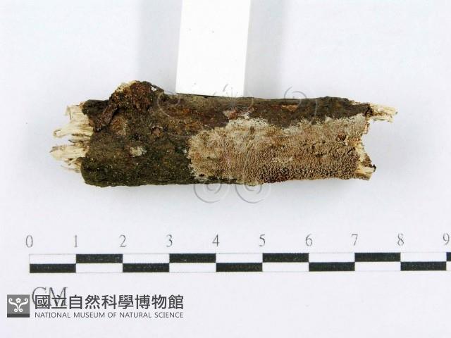 射脈菌屬藏品圖，第3張