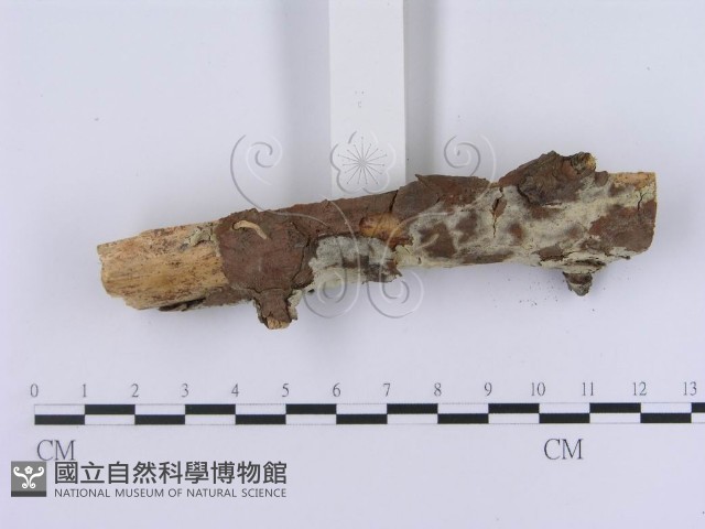 登錄號:F0003007藏品圖，第3張