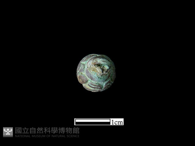 鈕子藏品圖，第3張