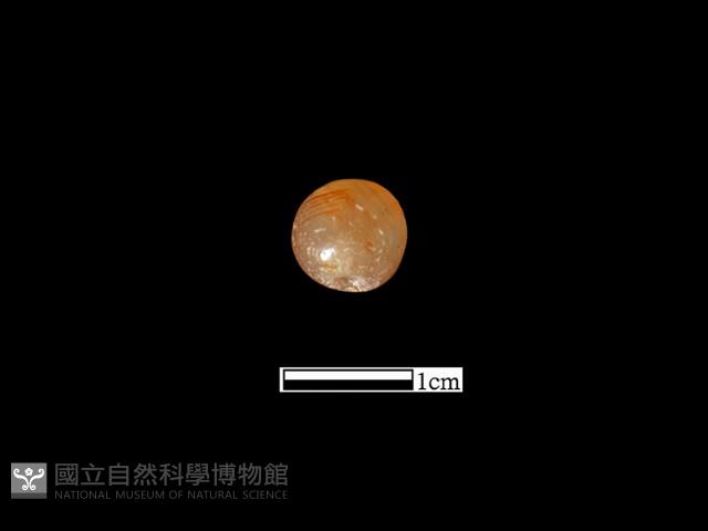 瑪瑙珠藏品圖，第3張