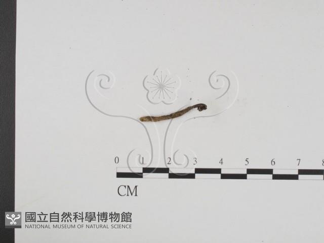 炭角菌屬藏品圖，第3張