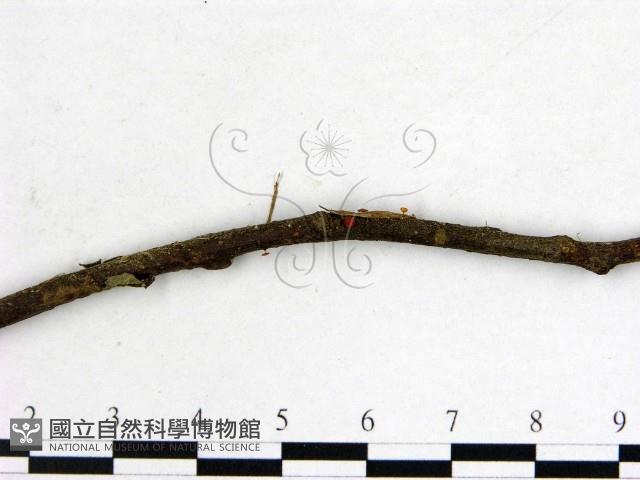 登錄號:F0005307藏品圖，第3張