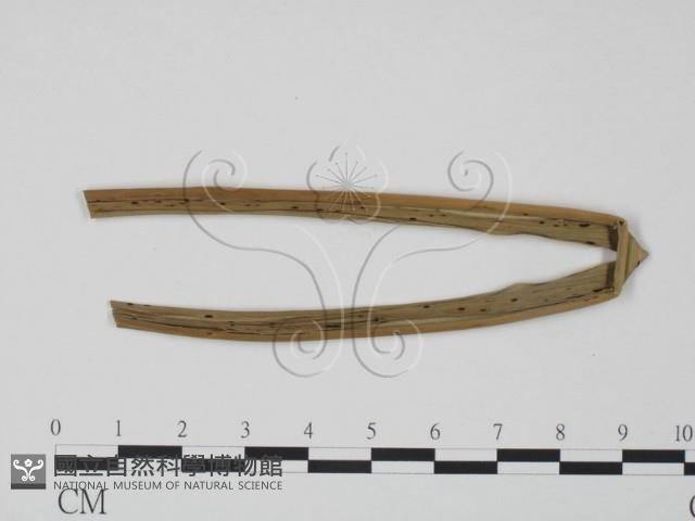 登錄號:F0019307藏品圖，第3張