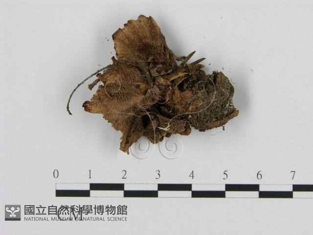 登錄號:F0008217藏品圖，第3張