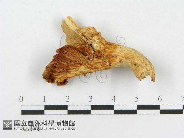 登錄號:F0008117藏品圖，第3張