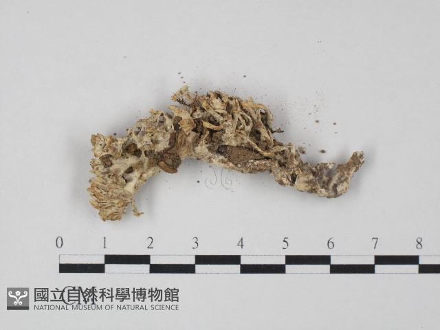 革菌屬藏品圖，第3張