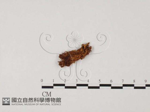 登錄號:F0008017藏品圖，第3張