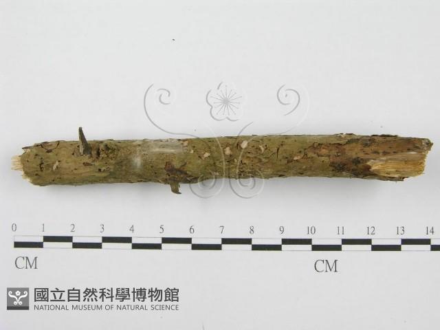 筍殼菌屬藏品圖，第3張