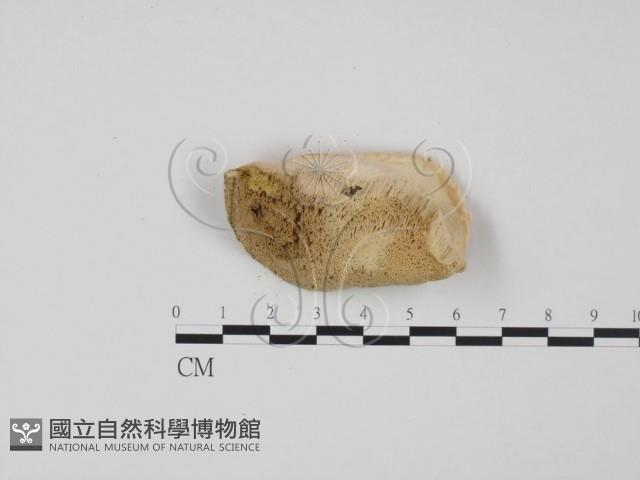 登錄號:F0007017藏品圖，第3張
