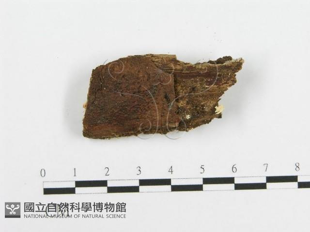 登錄號:F0005017藏品圖，第3張