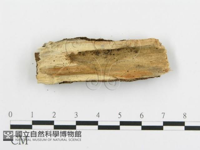 登錄號:F0015017藏品圖，第3張