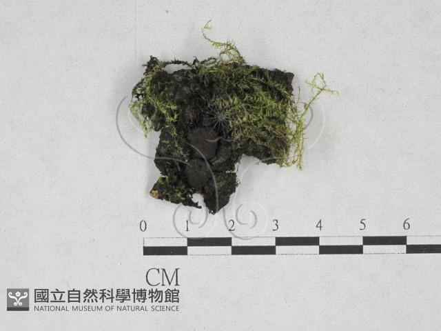 登錄號:F0028297藏品圖，第3張