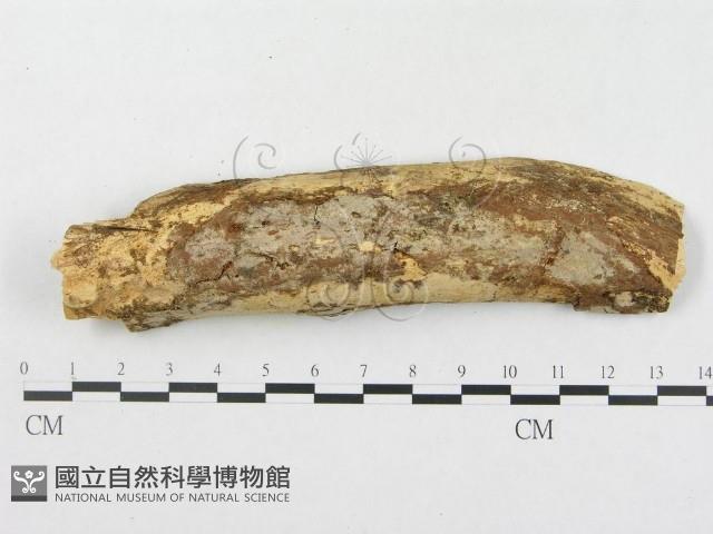 登錄號:F0000297藏品圖，第1張