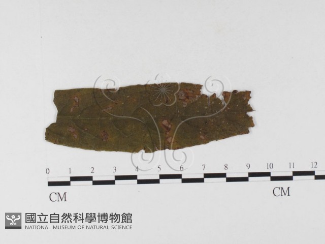 登錄號:F0026297藏品圖，第1張