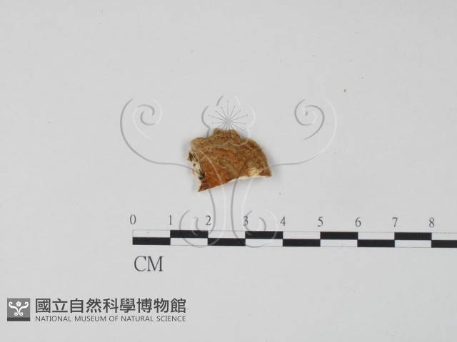 登錄號:F0006297藏品圖，第3張