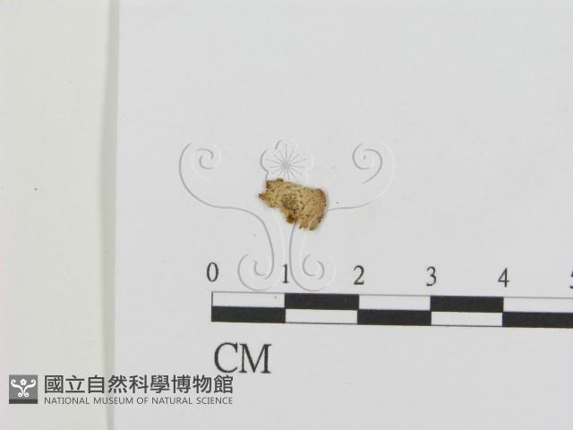 登錄號:F0016297藏品圖，第3張